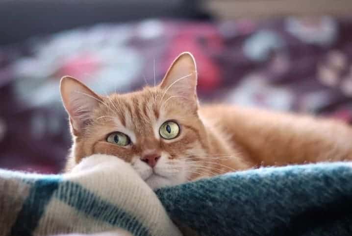 Gato com pelo marrom deitado em cima de cobertor azul.