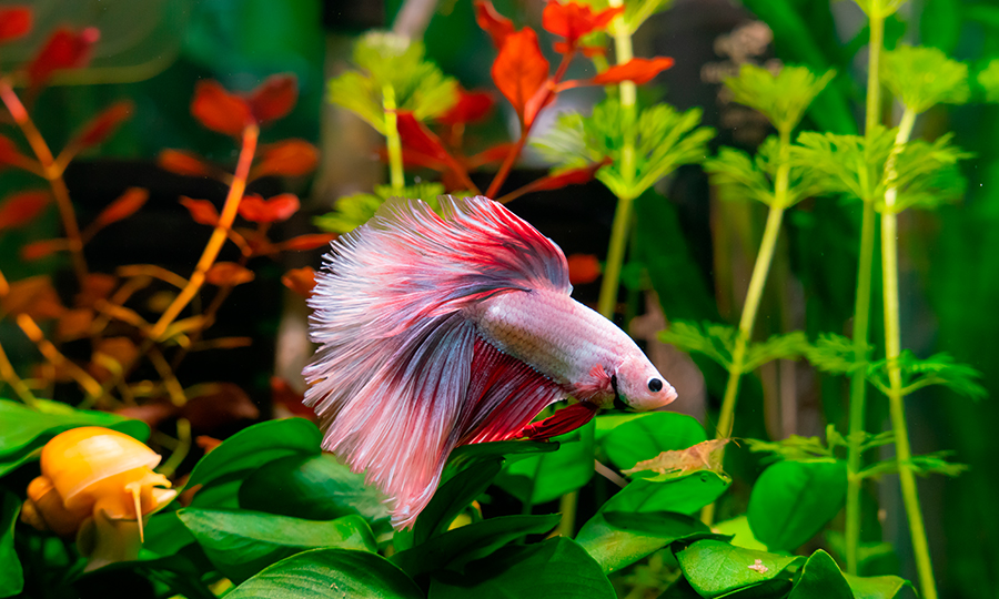 Qual peixe posso colocar junto com o Betta? 1 Peixe betta nadando no aquário.