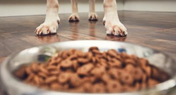 Qual é a quantidade de ração para cachorro ideal?