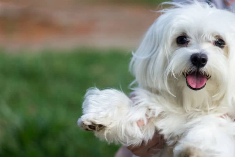 Raça de cachorro branco: conheça algumas e apaixone-se!