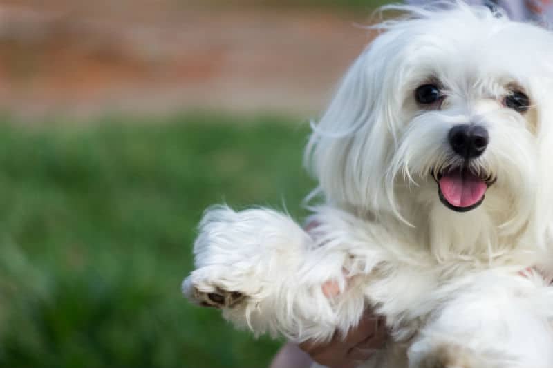 raça de cachorro branco