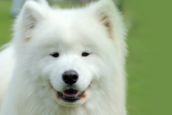 raça de cachorro branco