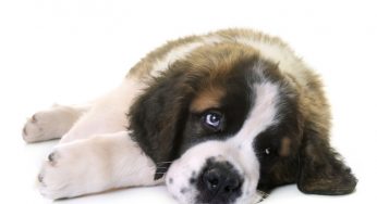 Raça de cachorro gigante: conheça 6 delas!