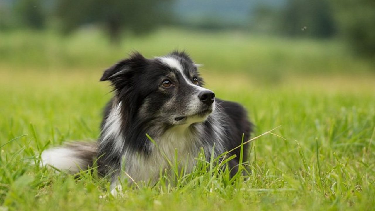 Raça de cachorro preto e branco: fofura em duas cores | Petz