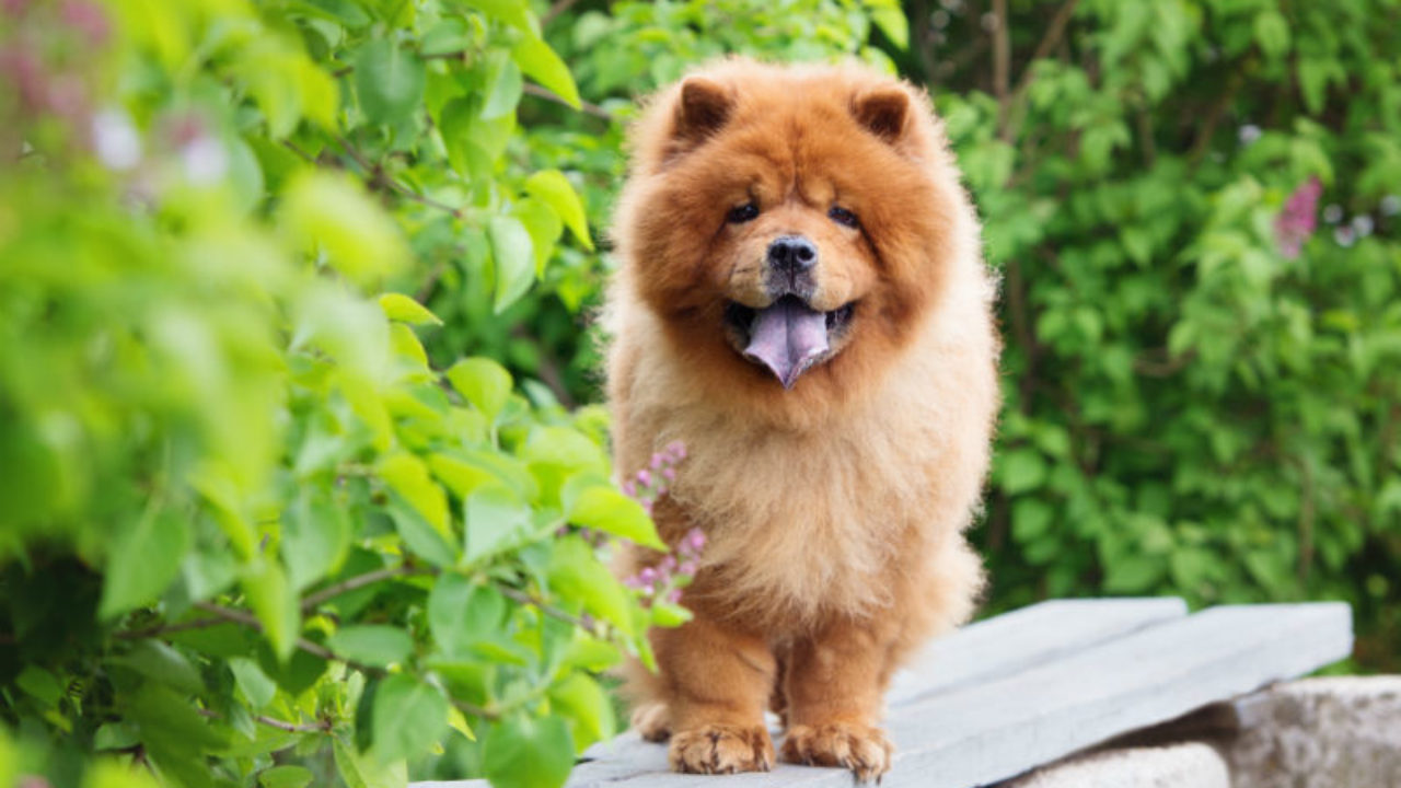 Best Harness For Chow Chow vlr.eng.br
