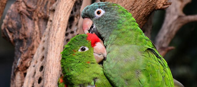 Conheça 4 tipos de papagaios e as suas características