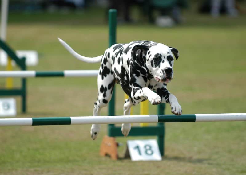 cachorro de corrida