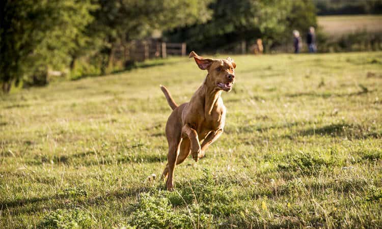 cachorro de corrida