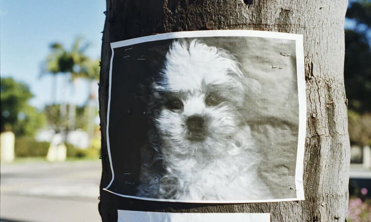 Cachorro perdido: 5 dicas sobre o que fazer nessa situação