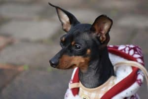 Cachorros dominantes: mito ou verdade?