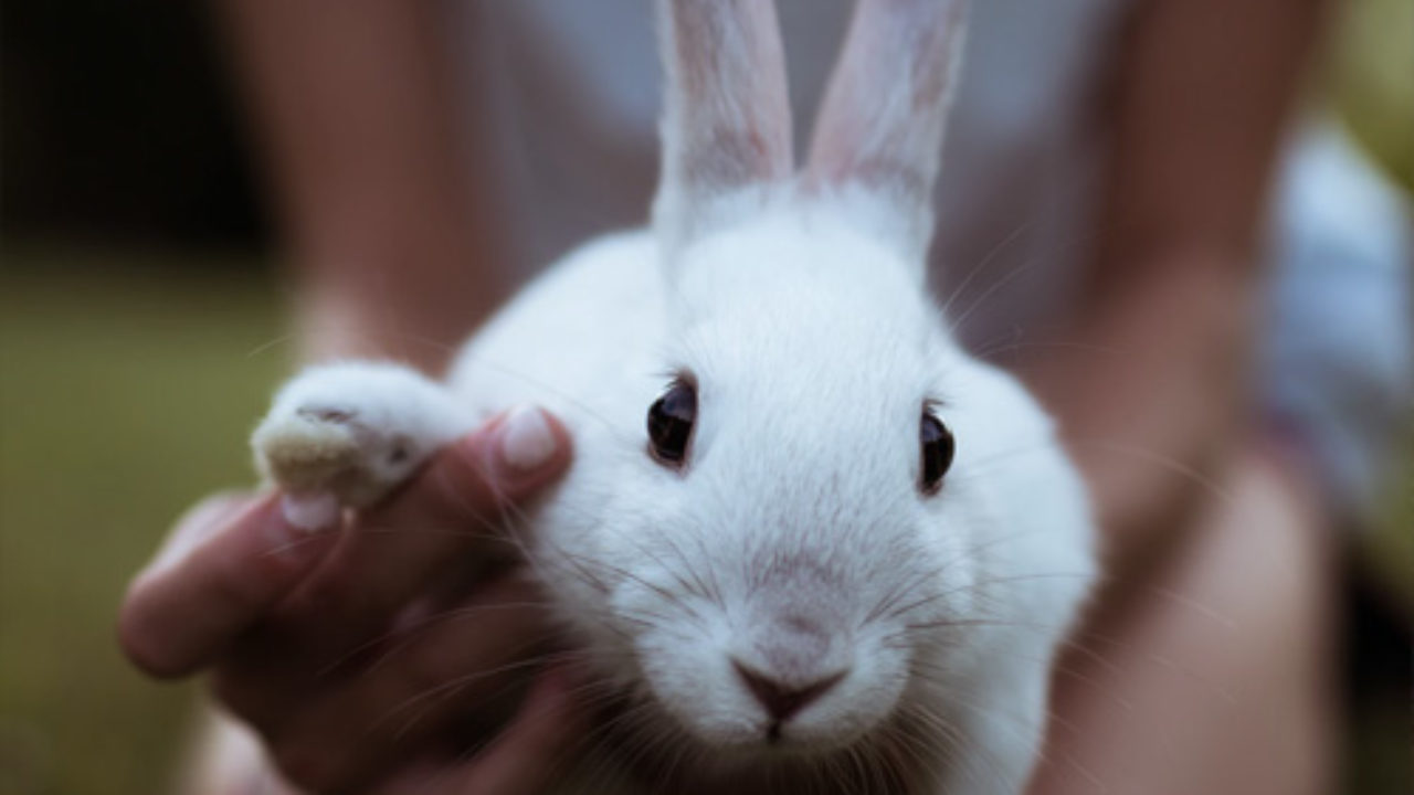 Coelho transmite doença? Saiba se isso pode acontecer 2 coelho pode comer arroz