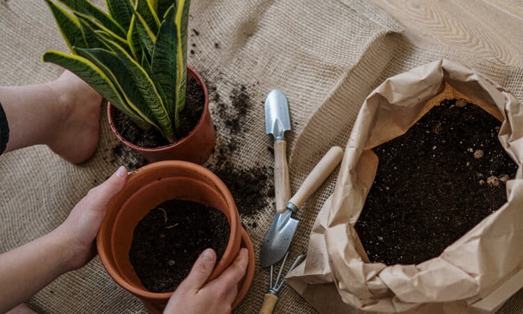 Como plantar açafrão em apartamento: descubra! | Petz
