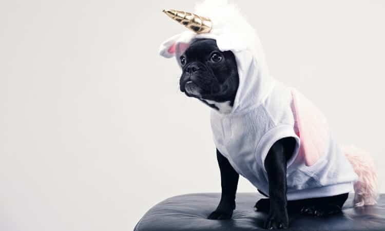 Confira 5 ideias de fantasias de Carnaval para cachorros