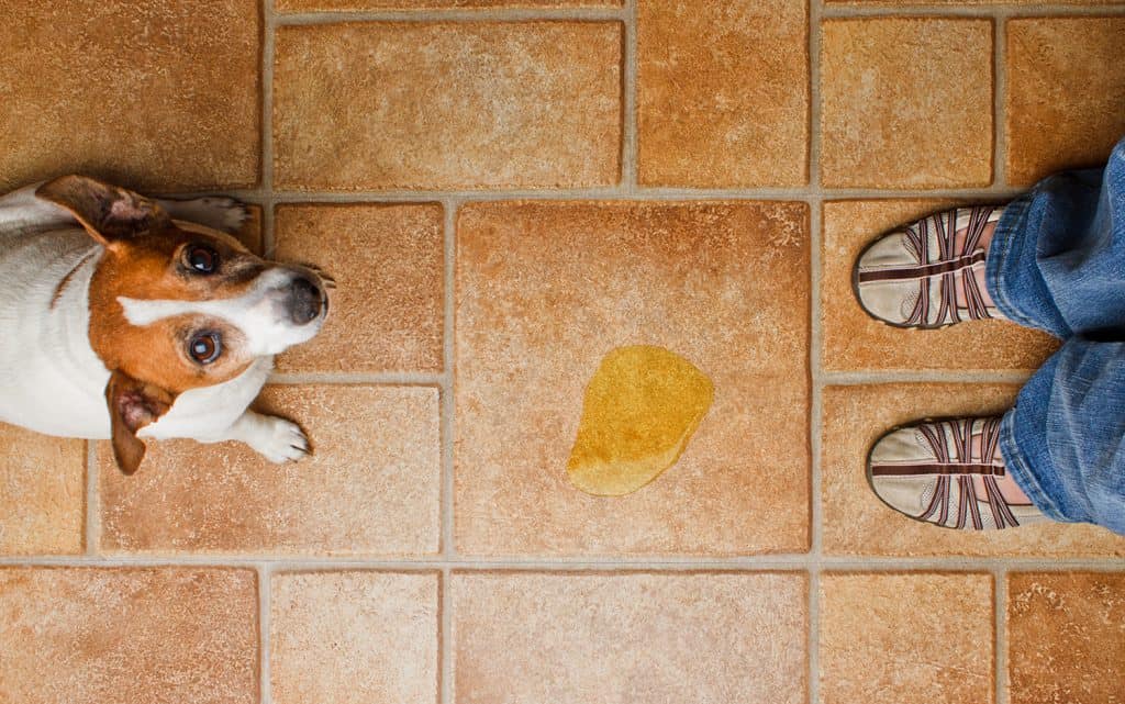 Meu cachorro desaprendeu a fazer as necessidades no lugar certo