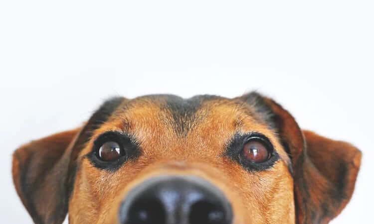 Para que serve suplemento para cachorro
