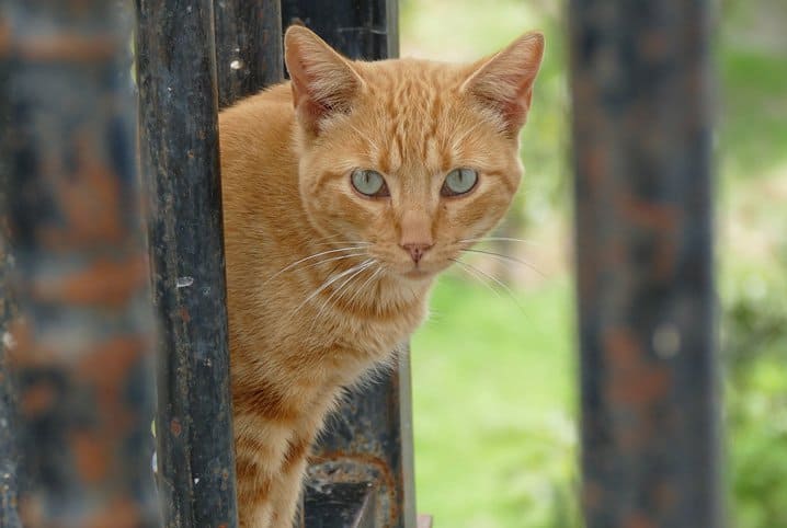 Quantos dias um gato pode ficar desaparecido?