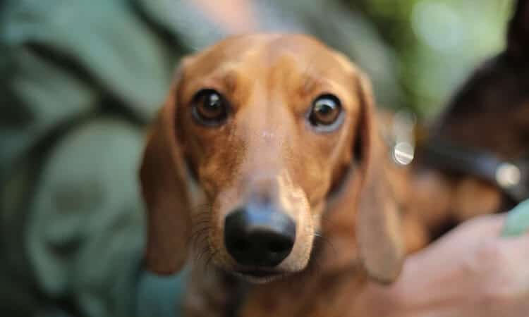 Raça de cachorro alemão: conheça 5 desses peludos europeus!