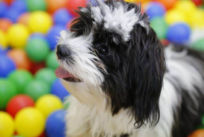 Raça de cachorro chinês: conheça 5 desses pets