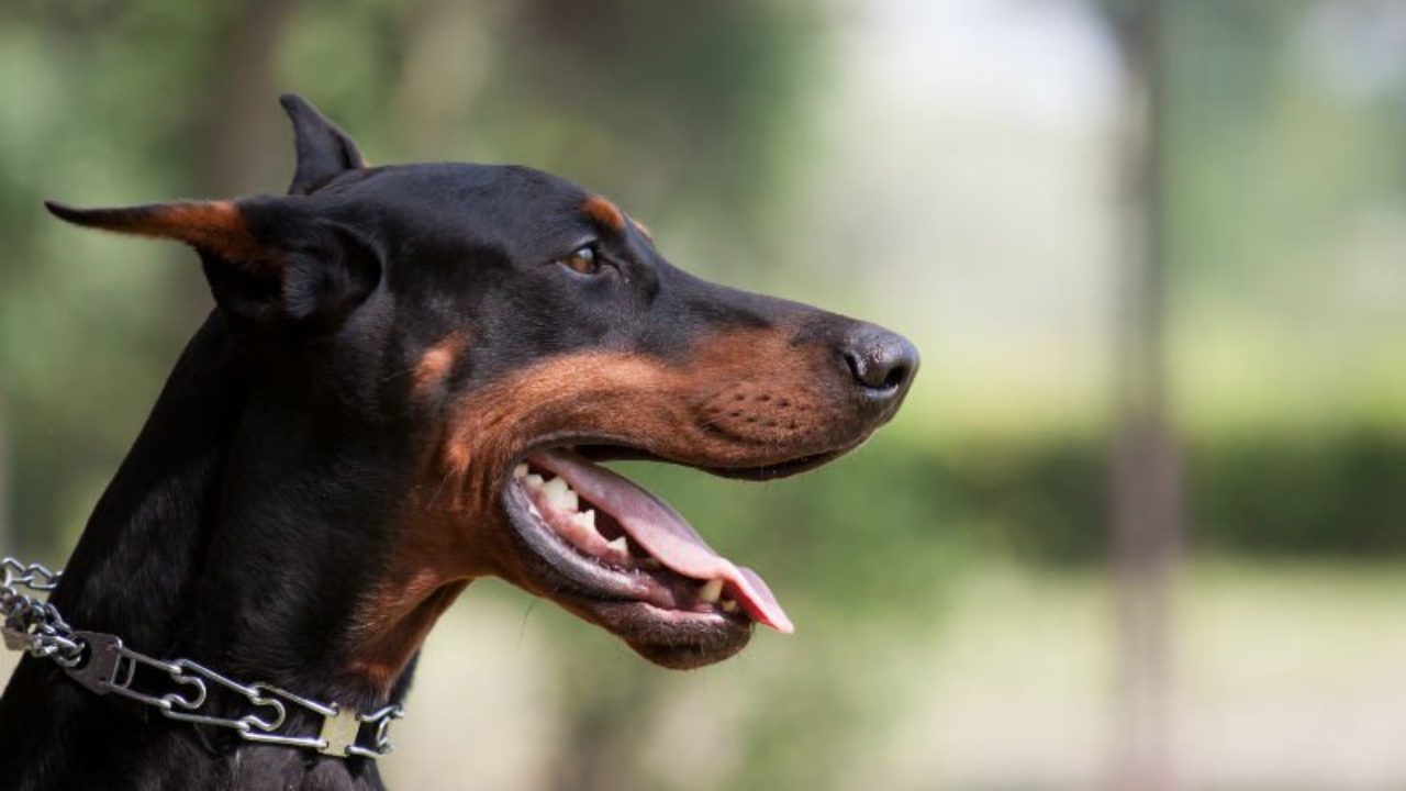 24 Raças de Cachorros Grandes para Escolher a Ideal - Amor aos Pets