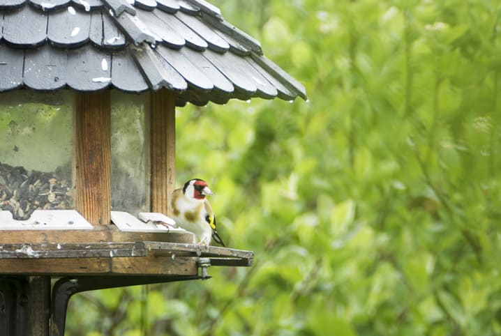 ave pequena com mancha vermelha no rosto e peito amarelo degustando alimentos para pássaros de um comedouro em formato de casinha