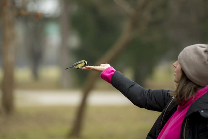 ave de pequeno porte com peito amarelo comendo alimentos para pássaros da mão de uma humana com vestes pretas, rosas e uma touca