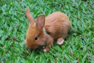 Coelho bota ovo? Por que ele é o símbolo da Páscoa?