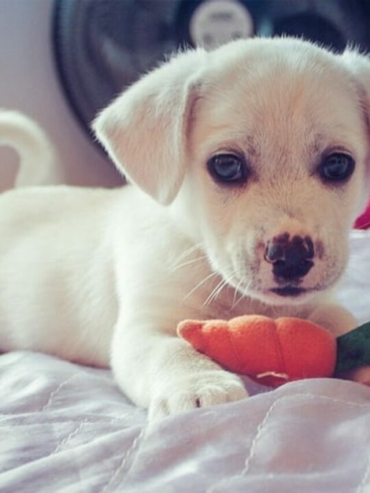 posso dar cenoura para cachorro filhote