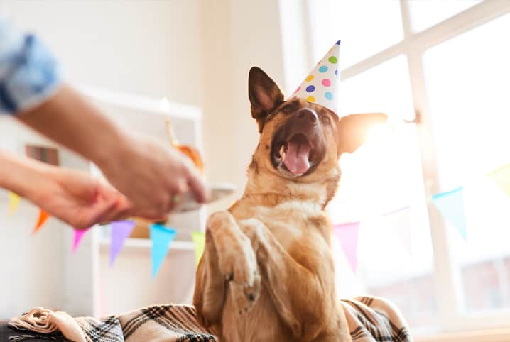 festa para cachorro