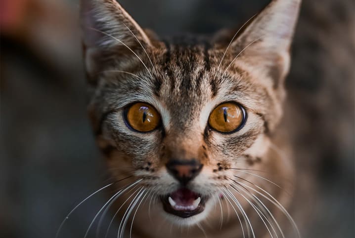 Gato pulando? Descubra 5 curiosidades sobre o salto dos felinos!