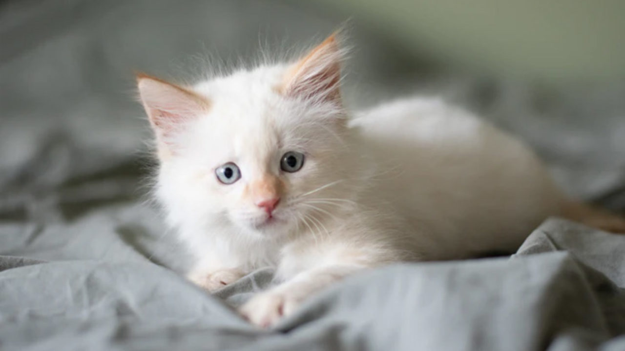 Caracat, Raças de gatos