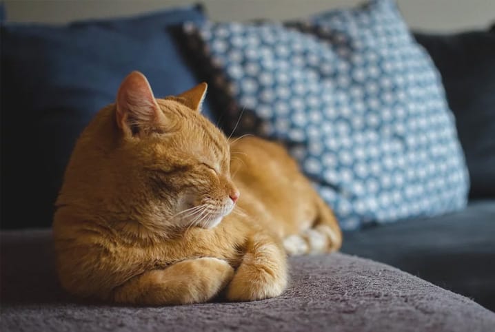 Gato pode ser castrado com 4 meses? Descubra!