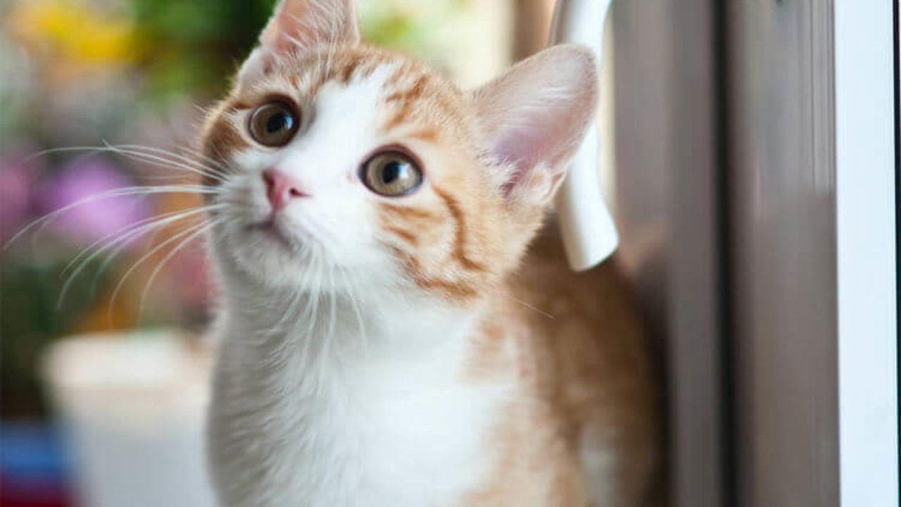 Gato pode comer fígado? Descubra aqui!