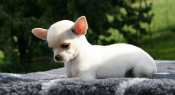 Como adestrar um Chihuahua de forma simples e sem traumas!