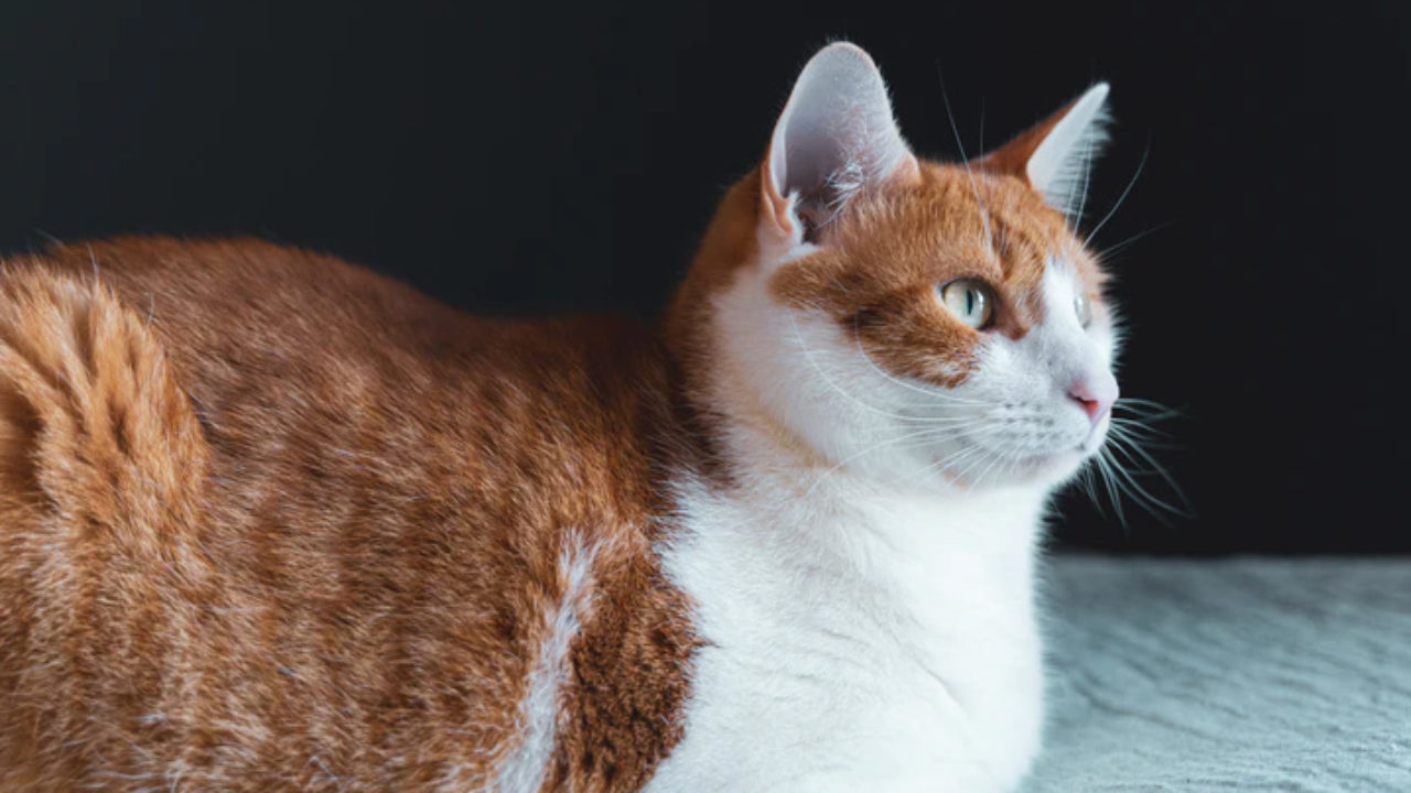 Nomes de gatos famosos: confira nossas dicas!