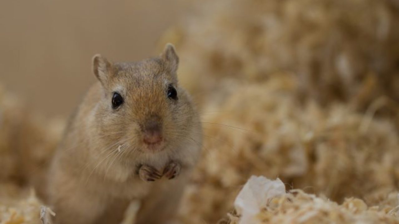 900+ ideias de Blueycapsules em 2023  cuidados hamster, gerbil, hamster  sírio