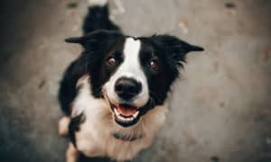Nomes para pets: confira ideias criativas e dicas para escolher o apelido ideal!