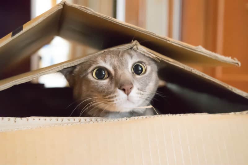gato dentro de caixa