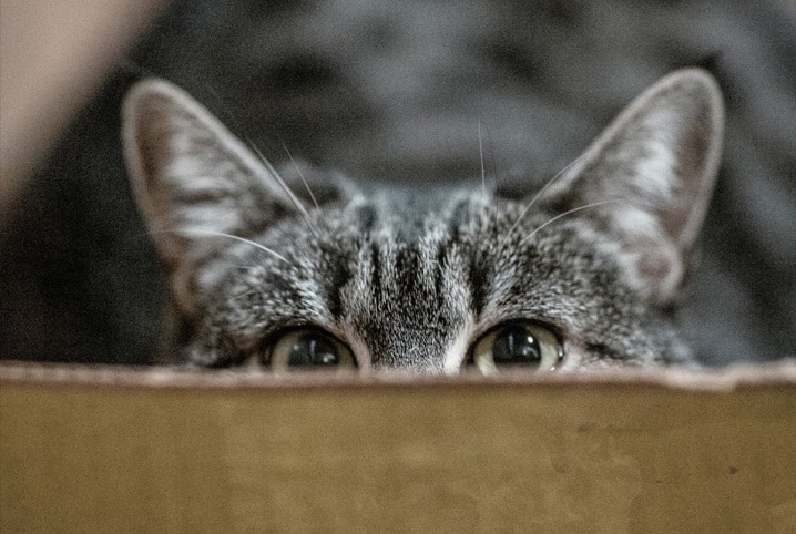 gato olhando por cima de caixa