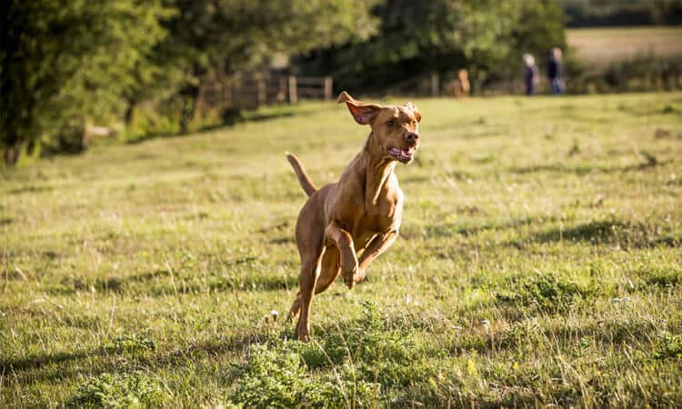 por que cachorros correm atras de carros 3