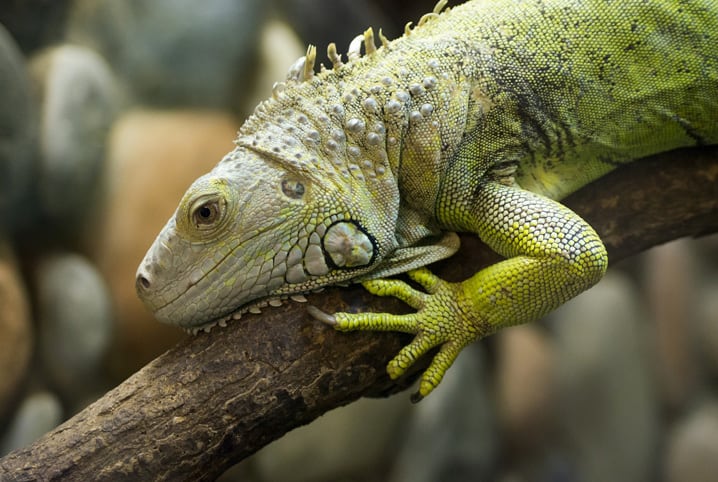 Iguana sobre galho.