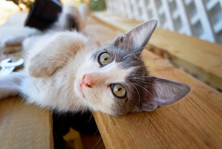 Gato deitado observando