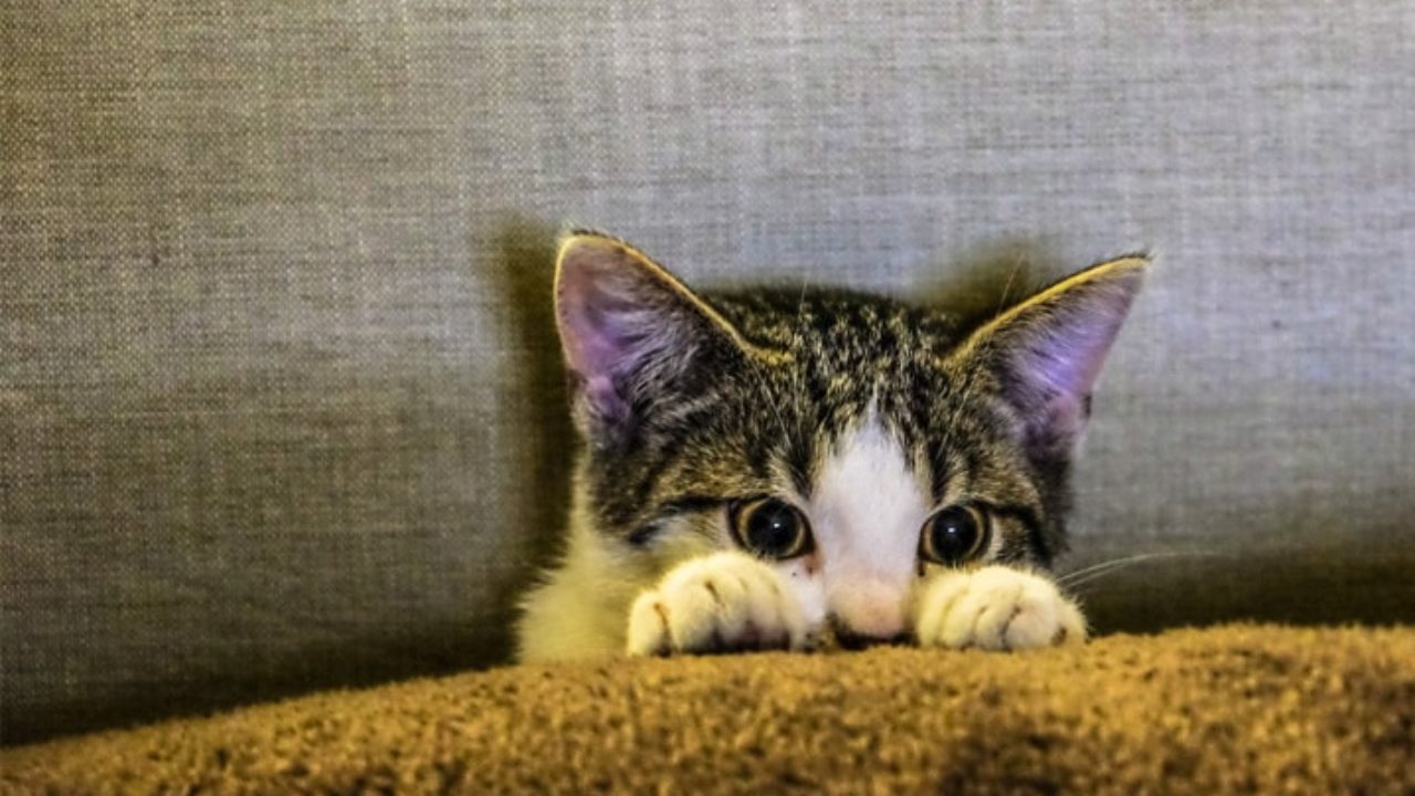 Vídeo para gatos: conheça os benefícios!