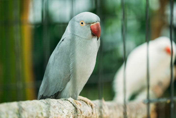 viveiro para passaros