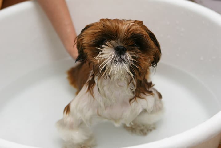 banho em cachorro idoso
