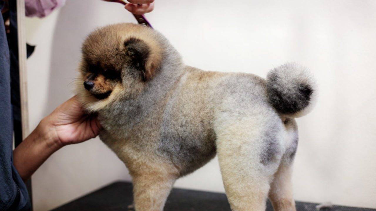 Banho em pet shops é cômodo, mas também envolve riscos - Uai Saúde