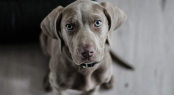 Cachorro pode comer jiló? Descubra!