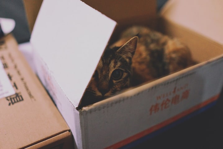 Como fazer arranhador para gatos de papelão?