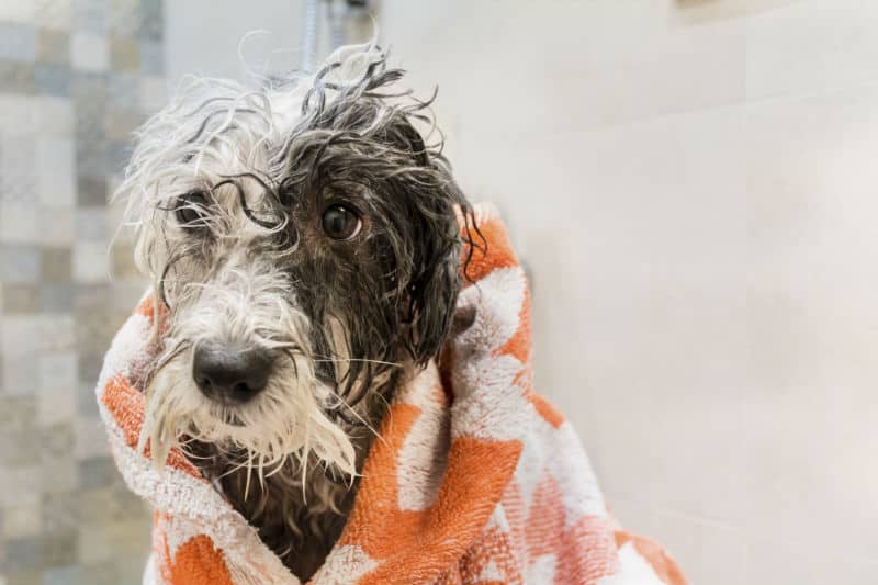 cachorro molhado com a toalha