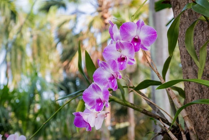 Entenda como plantar orquídea de forma saudável | Petz