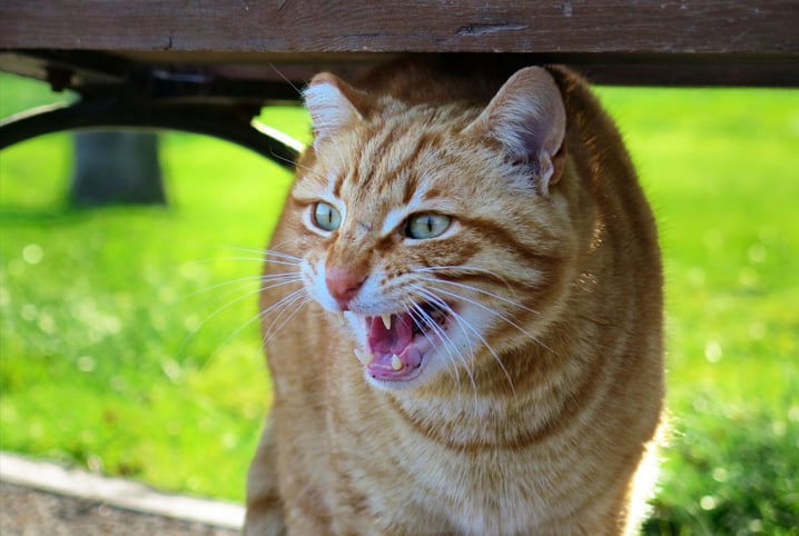 Gato pode ser castrado com 4 meses? Descubra!